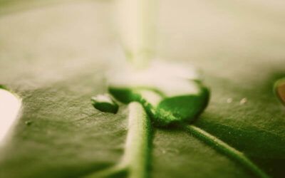 Claves sobre el Real Decreto de Envases y Estrategias de Gestión.