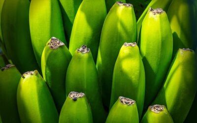 The Canary Islands General Indirect Tax (IGIC): A Comprehensive Guide